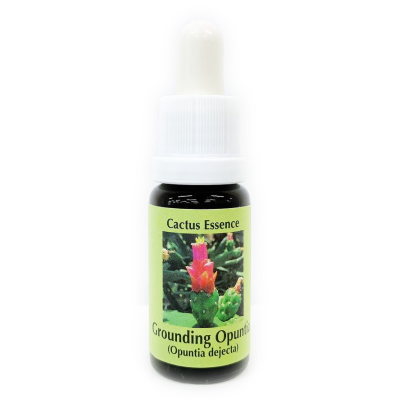 アース スター カクタス カクタス《コルテPHIエッセンス》15ml