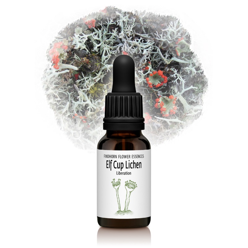 フィンドホーンフラワーエッセンス,シングルエッセンス｜フラワー