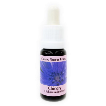 チコリー《コルテPHIエッセンス》15ml