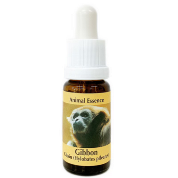 ギボン《コルテPHIエッセンス》15ml